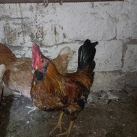 Gallo nato da galline ovaiole eta 6 mesi