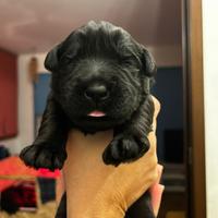 Schnauzer gigante cuccioli (Riesenschnauzer)