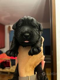 Schnauzer gigante cuccioli (Riesenschnauzer)