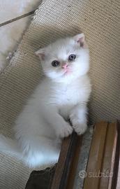 Scottish fold