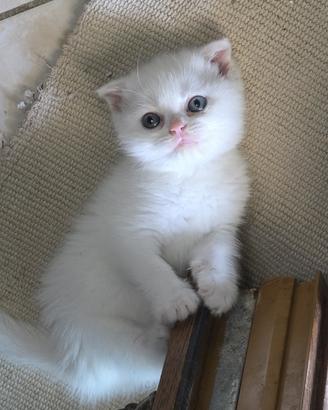 Scottish fold