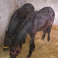 Pony esperia