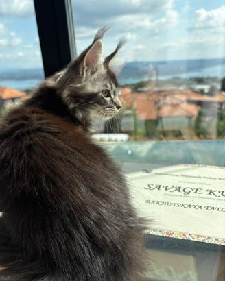 Main coon cuccioli