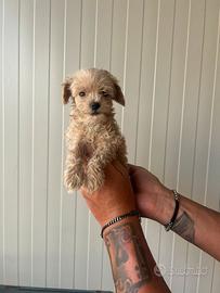 Maltipoo toy