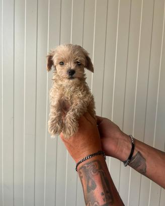 Maltipoo toy