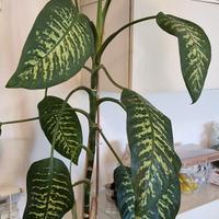 🌿 Dieffenbachia