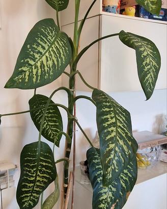 🌿 Dieffenbachia
