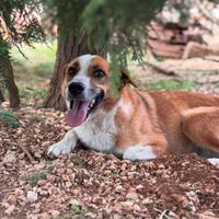 Dolce Concita, taglia medio piccola