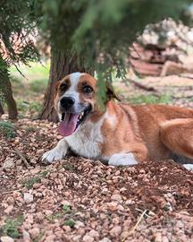 Dolce Concita, taglia medio piccola