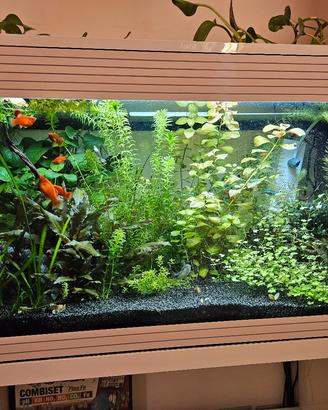 Askoll pure led xl