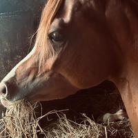 Cavallo arabo