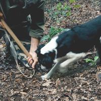 Cani adulti per il tartufo leggi bene