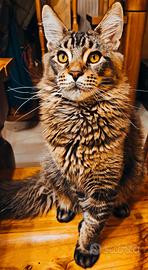 Maine coon per accoppiamento
