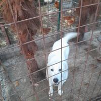 Cucciola di pastore abbruzzese