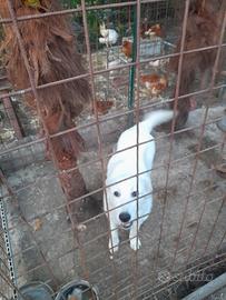 Cucciola di pastore abbruzzese