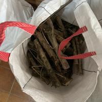 Legna legno oleandro