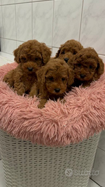 Barboncini adorabili maschi e femmine