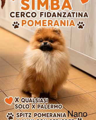 Pomerania x monta