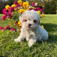 Maltese disponibili