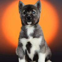 Siberiana husky pedigree enci