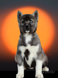 Siberiana husky pedigree enci