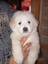 Cuccioli di pastore maremmano abruzzese