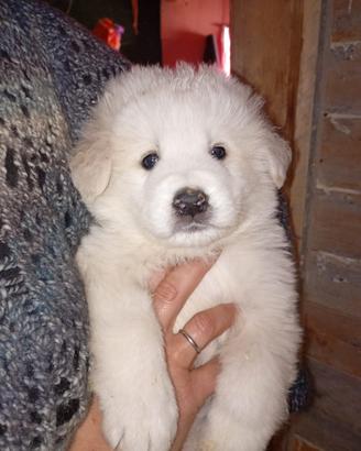 Cuccioli di pastore maremmano abruzzese
