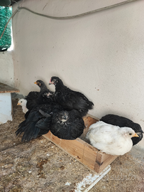 Galline galli pulcini