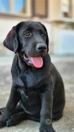 Cuccioli Labrador