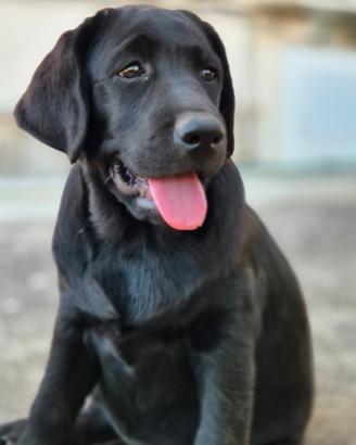 Cuccioli Labrador