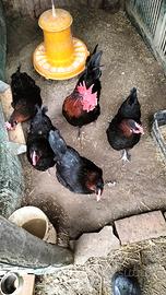 Galline Marans