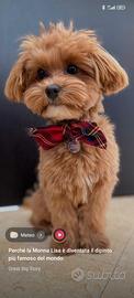 Maltipoo maschio Toy disponibile per accoppiamento