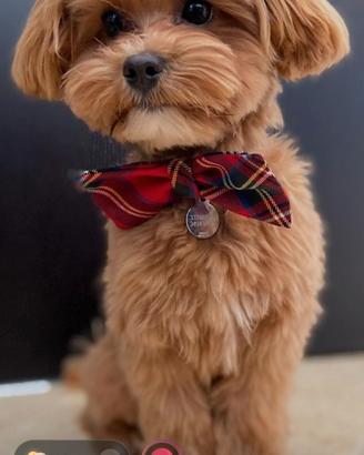 Maltipoo maschio Toy disponibile per accoppiamento