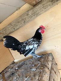 Gallo di razza piccola