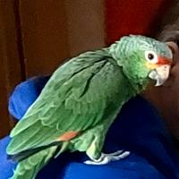 Pappagallo
