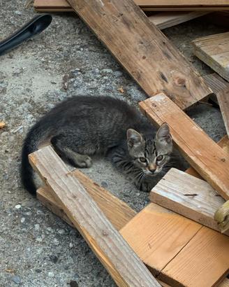 gattino 60 giorni