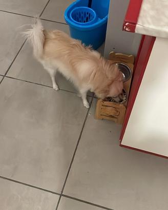 Cagnolina cerc casa