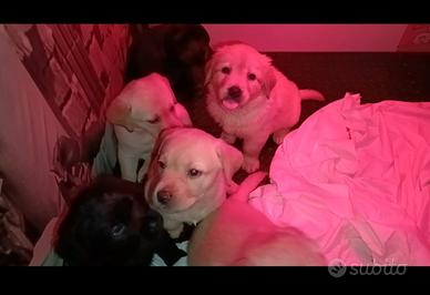 Labrador retriever cuccioli