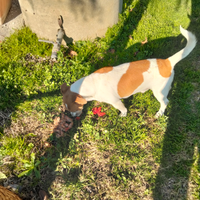 Jak Russell maschio e femmina