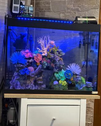 Acquario tetra 80 litri