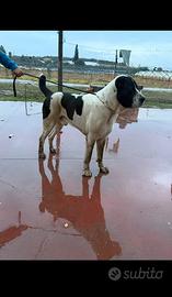 Pastore dell'Asia centrale