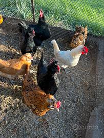 Galline ovaiole miste