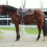 Sole - incrocio Quarter