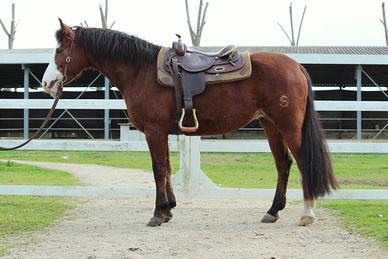 Sole - incrocio Quarter