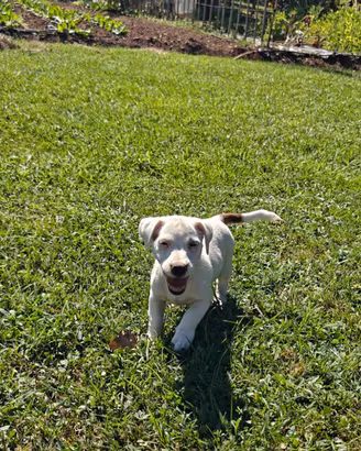 Femminuccia di jack Russell