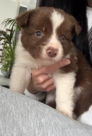 Border collie