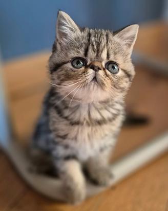 Gattina exotic shorthair pedigree Enfi