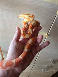 Boa constrictor imperator
