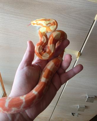 Boa constrictor imperator