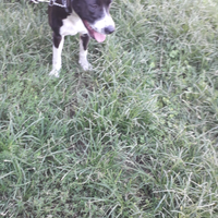 Cagnolina di un anno